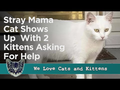 Feral Mama Cat Shows Up On Doorstep With Two Kittens Asking For Help - Has A Surprise In Store!