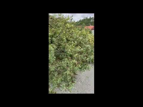 Luboš Lakatoš - Kácení stromů u cesty