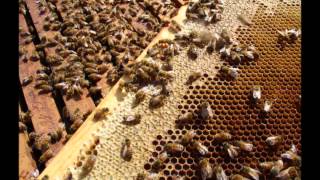 Soundscape Echo - Busy Bee Hive