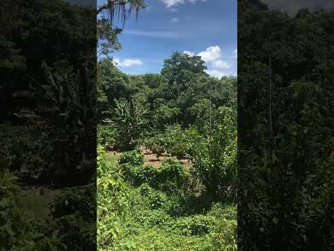 Cocoa & Coffee plantations in the Mata Atlantica Jacareci Camacan Bahia Deforestation /corruPT IBAMA