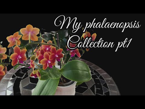 MY PHALAENOPSIS COLLECTION OCHIDS PT 1