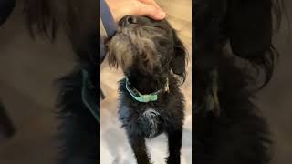 Video preview image #1 Mutt Puppy For Sale in Grafton, WI, USA