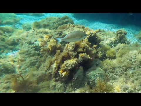 Spondyliosoma cantharus