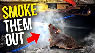 Smoking THEM OUT!! Best way to find and remove crawlspace rats...Best rodent REMOVAL