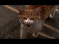 Cat Hiss And Growl Sound Effect Angry And Aggressive Cat Hiss Loud Orange Cat Cute And Funny Free