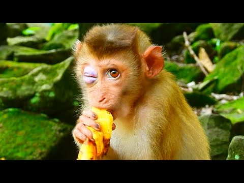 [HURT EYE] POOR BABY MONKEY TORES BLIND HIS EYE SO PITY ABANDONED @NewsBabyMonkey