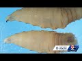 Will the New World Screwworm parasite pose a threat to Massachusetts? Doctor explains.