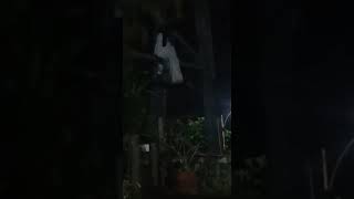Download lagu sosok kuntilanak terekam cctv mp3