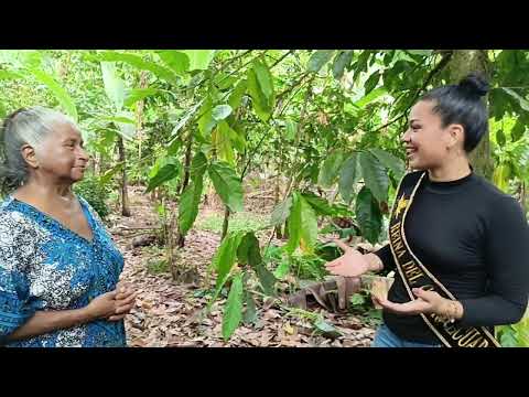 ¡Descubrí Cacao en la isla Isabela! 😲 Método Tradicional y una dulce experiencia 🤗💖 👑🍫🇪🇨
