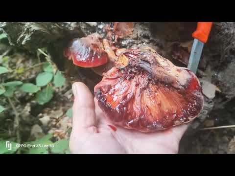 How to easily identify the edible #beefsteak #mushroom 