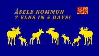preview picture of video '2014 Åsele Elk Photo Shooting - 7 elks in 5 days!'