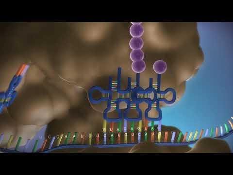 Microbiology 101: Cell Structure (Lecture 3 of 14)