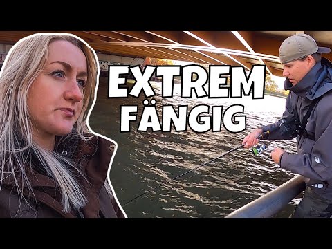 DAS NED RIG | Angeln auf Zander im Mittellandkanal | LIVEBISSE | Das funktioniert jetzt !