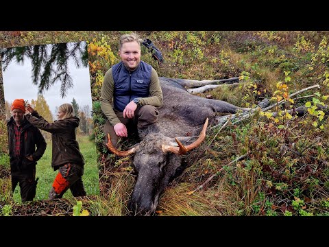 Älgjakt i Bastfallet 2022 - Husbilen som jaktstuga - Fin jakt trots minskad tilldelning #moosehunt