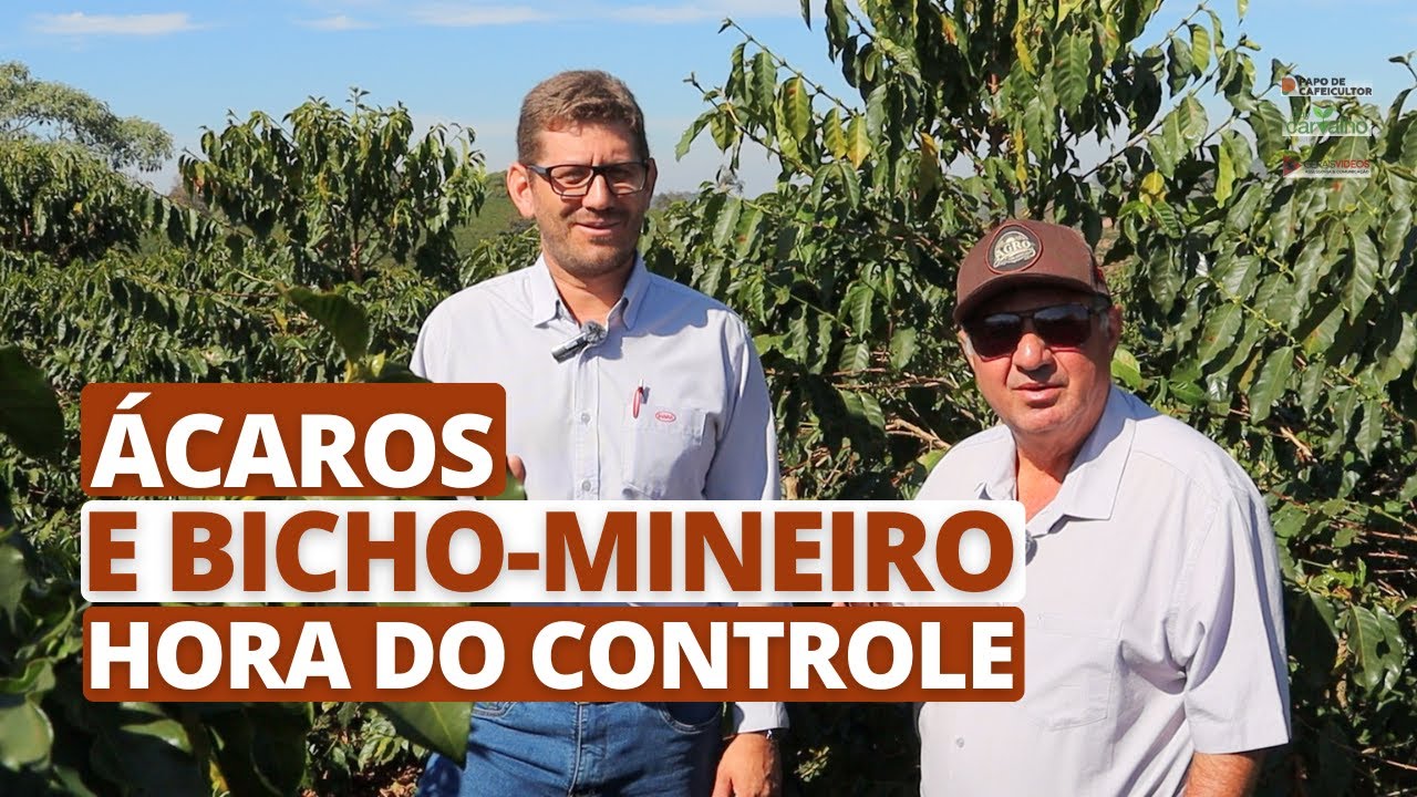 Ácaros e bicho-mineiro: HORA DO CONTROLE