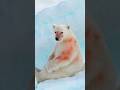 URSO POLAR SENTE FRIO Shorts