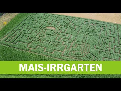 Unser Logo in irgendeinem Maisfeld? Da gibt es noch viel mehr! Mais-Irrgarten | Ems-Achse