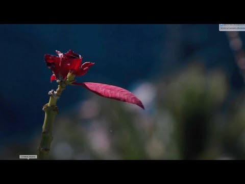 Tenerife Barranco de Masca