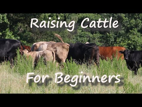 , title : 'Raising Cattle for Beginners'