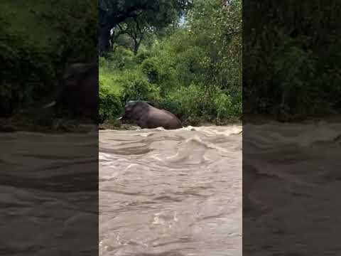 தன்னுயிரையும் பொருட்படுத்தாத தாய் யானை 🐘❤️ Mom is always great #shorts #humanity