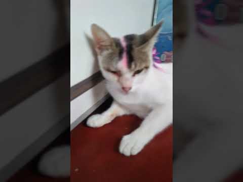 bts best permission video