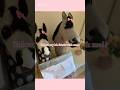 Unbox My Hh Fabric With Me Hh Hobbyhorse Hobbyhorsing Kht Viralvideo Fy Fyp