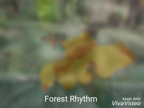 Forest Rhythm. Photography by Chhandak Das.