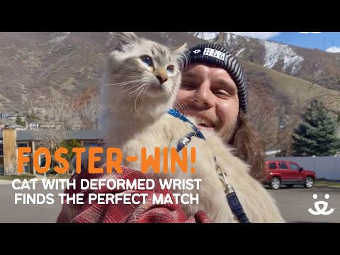 Foster-Win! Kitten born with deformed wrist gets adopted by someone just like him