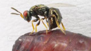 Trattamento contro la Piralide del mais mediante lotta biologica. Distribuzione Trichosafe con DRONE