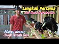 5 Tahapan Yang Harus Di Pahami Peternak Kambing Pemula