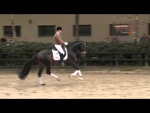 "Danzador" v. Diamond Hit - Lauries Crusador xx /  Hf. Turnier Lastrup 2014 - Böckmann Pferde