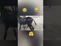Gadha Vs Gadhi Donkey Mating Romansh Shorts