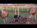 Ostrich Land Ontario Ostrich Laying An Egg