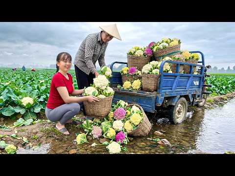 Harvesting Cauliflower With 3-Wheeled Truck To Sell At Countryside Market | Free Bushcraft