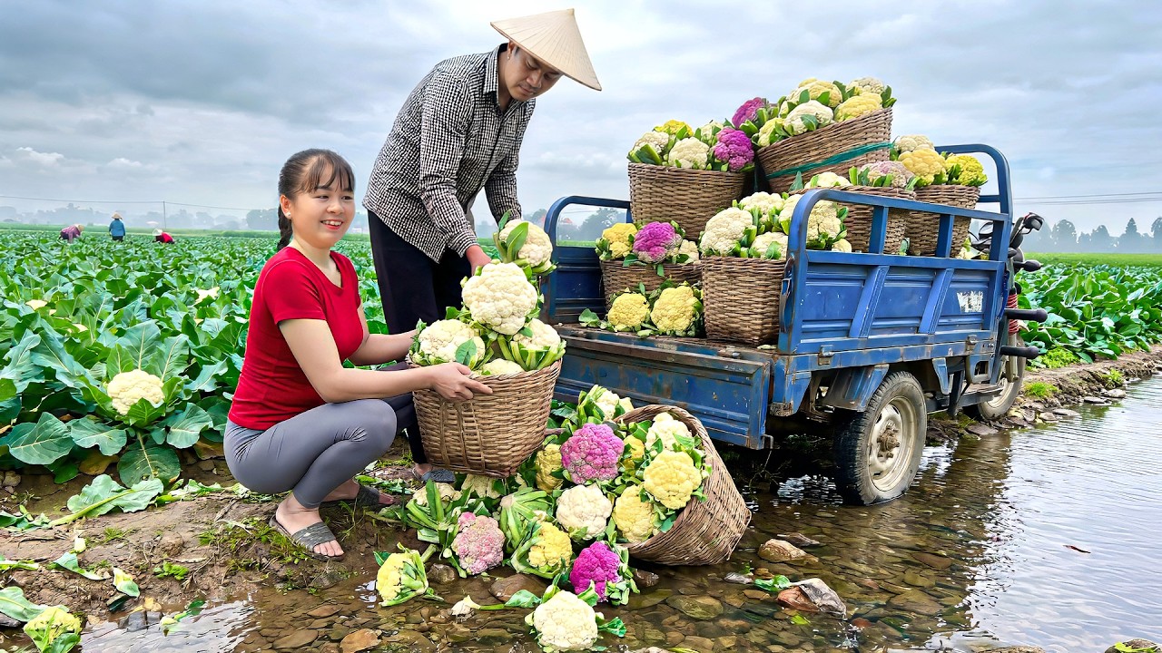 Harvesting Cauliflower With 3-Wheeled Truck To Sell At Countryside Market | Free Bushcraft