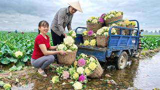 Harvesting Cauliflower With 3-Wheeled Truck To Sell At Countryside Market | Free Bushcraft MQDEFAULT Thumbnail
