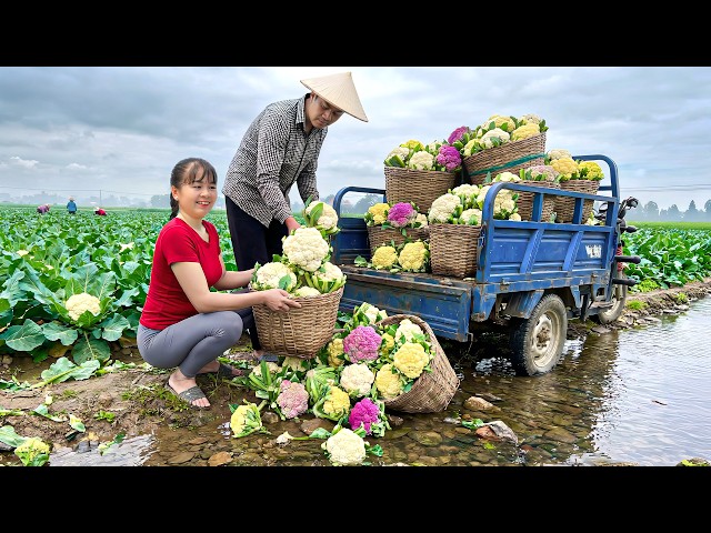 Harvesting Cauliflower With 3-Wheeled Truck To Sell At Countryside Market | Free Bushcraft SDDEFAULT Thumbnail