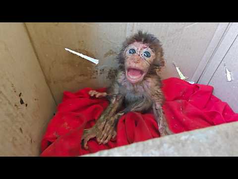 Poor baby monkey 😥😰smelly and dirty, I want to vomit from the stench, no one cares