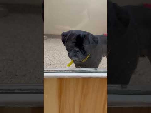 Volt⚡️meets a pug with a human face 👽 #dog #dogs #pug #frenchbulldog #fyp #cute #animals #pets