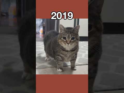The Most Legendary Cat Memes (then vs now) #shorts