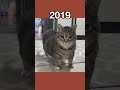 The Most Legendary Cat Memes Then Vs Now Shorts