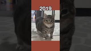 Download lagu The Most Legendary Cat Memes (then vs now) #shorts mp3 Download lagu The Most Legendary Cat Memes (then vs now) #shorts mp3