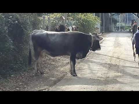 avvistamento mucca velenosa e aggressiva