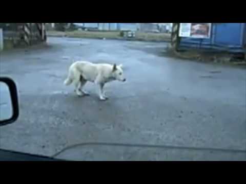 Dancing Dog "Big Spender"