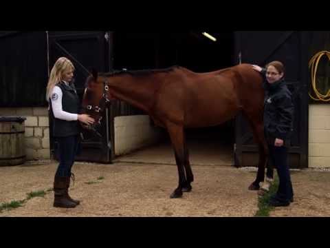 How To Body Condition Score Your Horse - Tail Head
