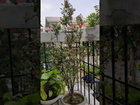 Karan Singh Mother's Love