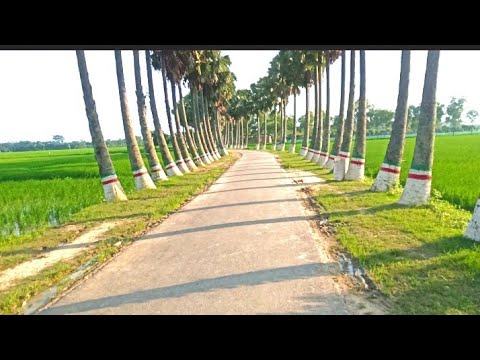 Palm tree in my village - How to make traditional cake Bangladesh