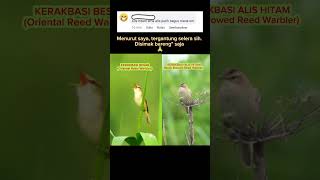 Download lagu Perbedaan Kerakbasi Alis Putih dan Kerakbasi Alis Hitam mp3