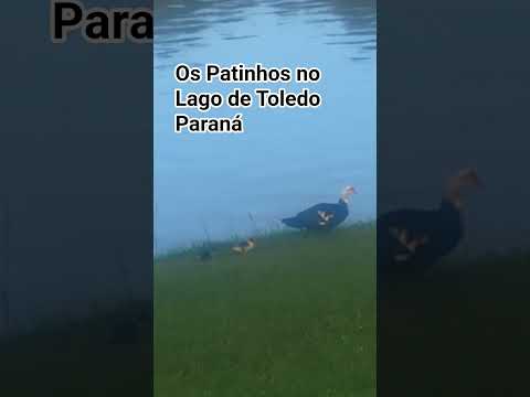 Os Patinhos no Lago de Toledo Paraná