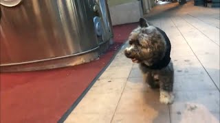 Dog Struts to Bee Gees - Stayin&#39; Alive